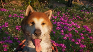 Скріншот 8 - огляд комп`ютерної гри Far Cry New Dawn